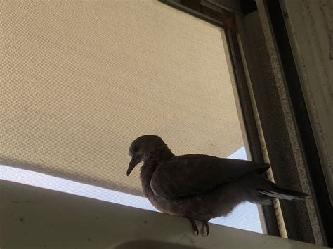 有鳥飛來家裡|【鳥來家裡】「家中突然來了一隻鳥，你知道它帶來了。